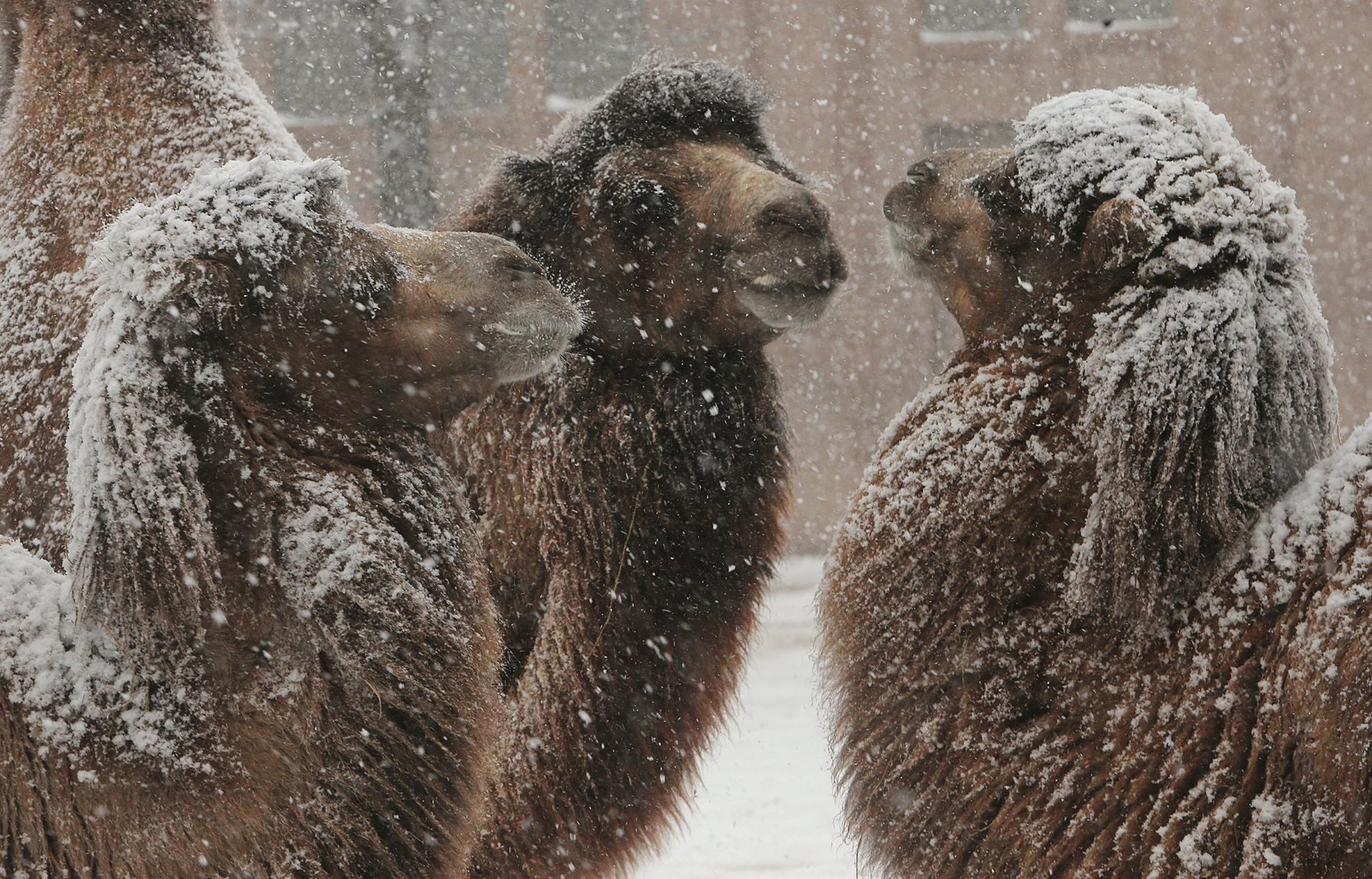 First snow covers the Zoo